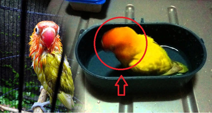Rahasia Mandi Malam Untuk Burung Love Bird Anda Harus Tahu