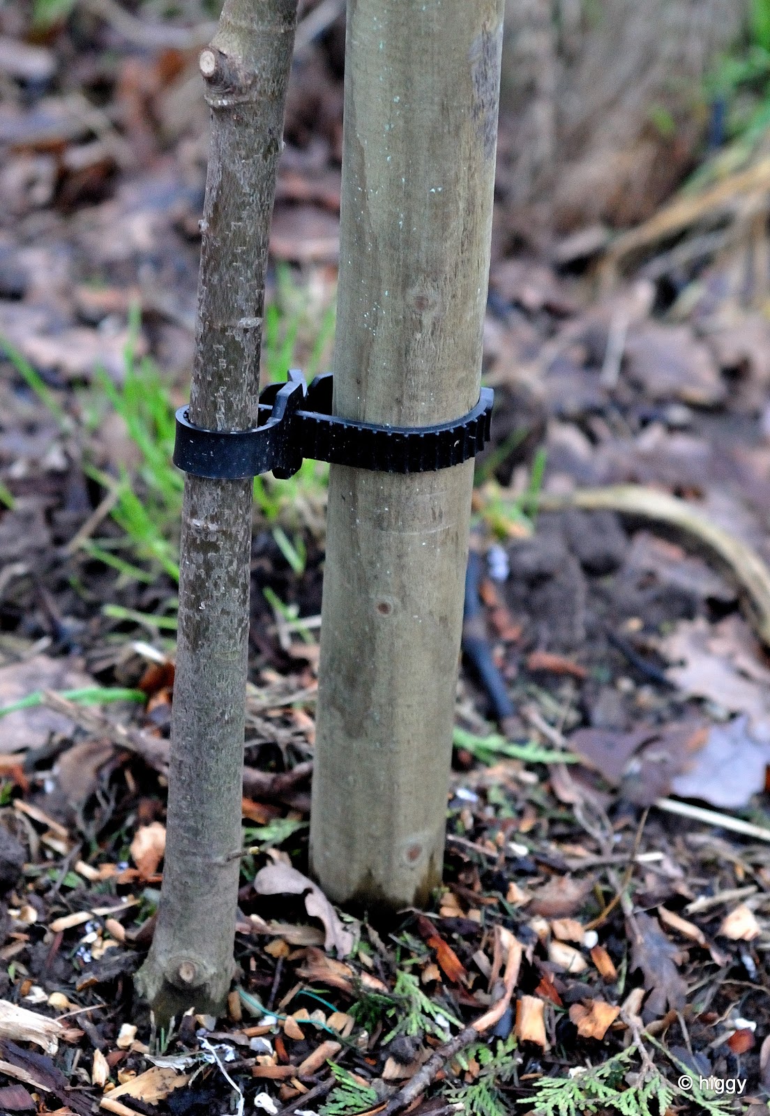 Higgy's Garden Project..... As Seen on BBC Springwatch Planting Native