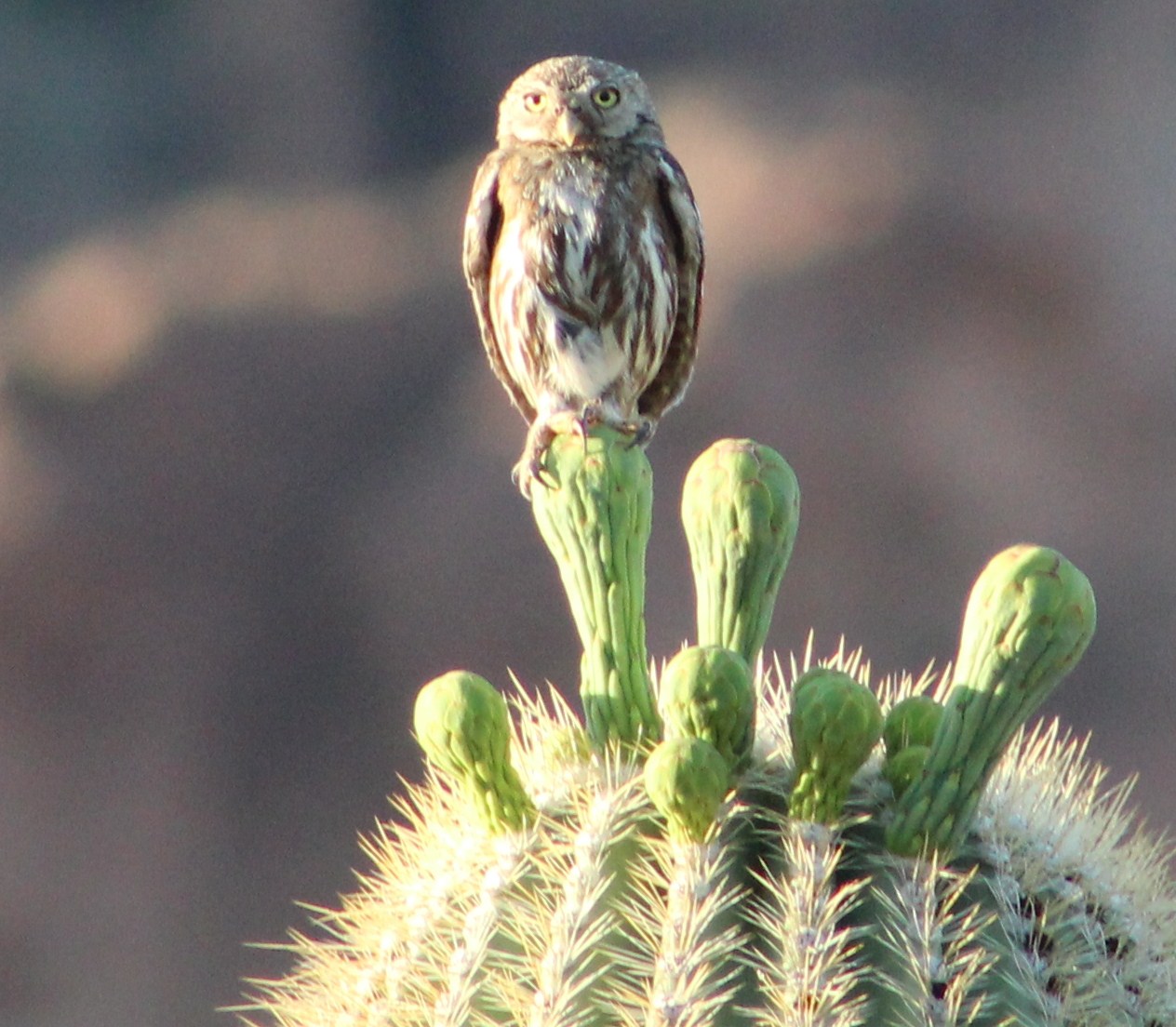 Tommy D's Birding Expeditions Diurnal Desert Owling