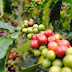 Specialty Crops Susceptibility of Coffee