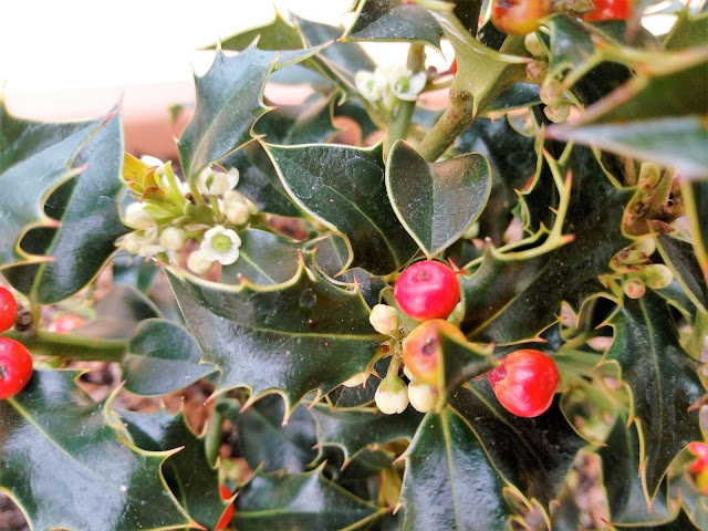 Acebo "Alaska" (Ilex aquifolium "Alaska").