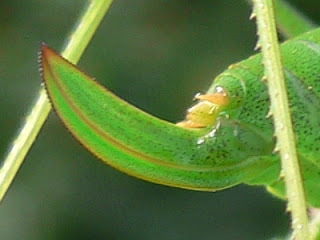 çekirge (Leptophyes punctatissima') yumurtlama borusu