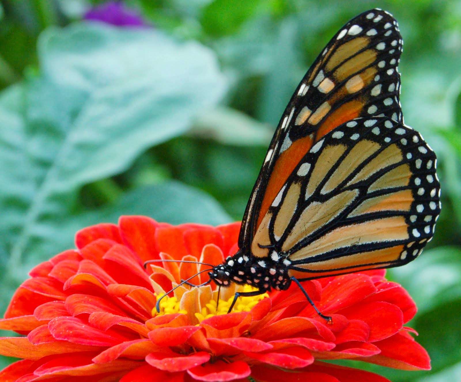 Zinnia Wallpapers - keywords HERE