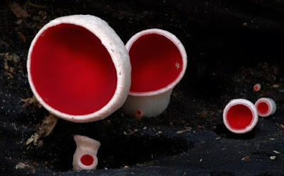 Red Cup Mushroom
