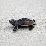SAVE HAWKSBILL ONLINE CLUB