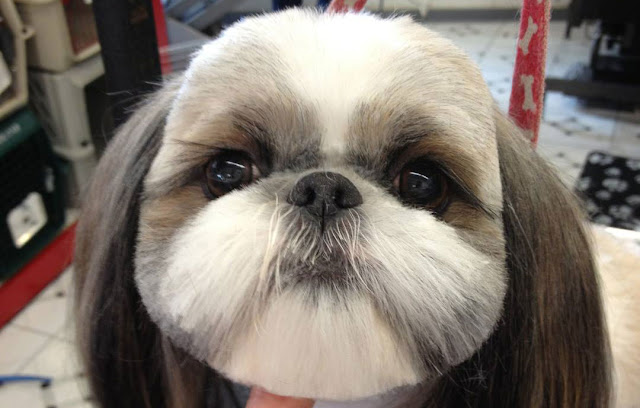 Tosar ou não tosar o meu shih tzu