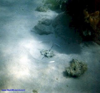 Aneh2 dan Unik2: Ditemukan Roda Kereta Firaun di Laut Merah