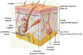 Contoh Soal Dan Materi Pelajaran 4 Anatomi Dan Fisiologi Sistem Integumen Manusia