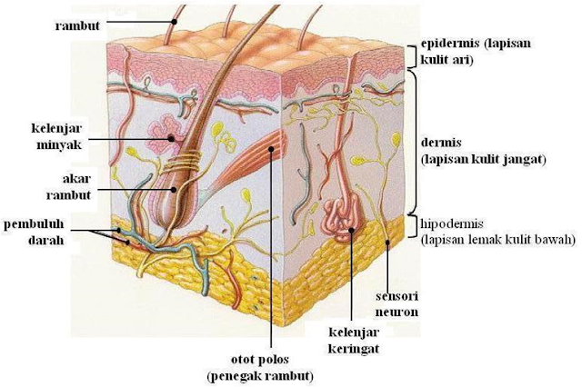 Sistem integumen