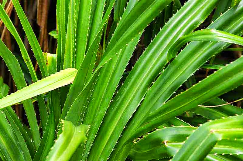 Ryukyu Life Plants of Okinawa Pandanus Palm or Screw Pine