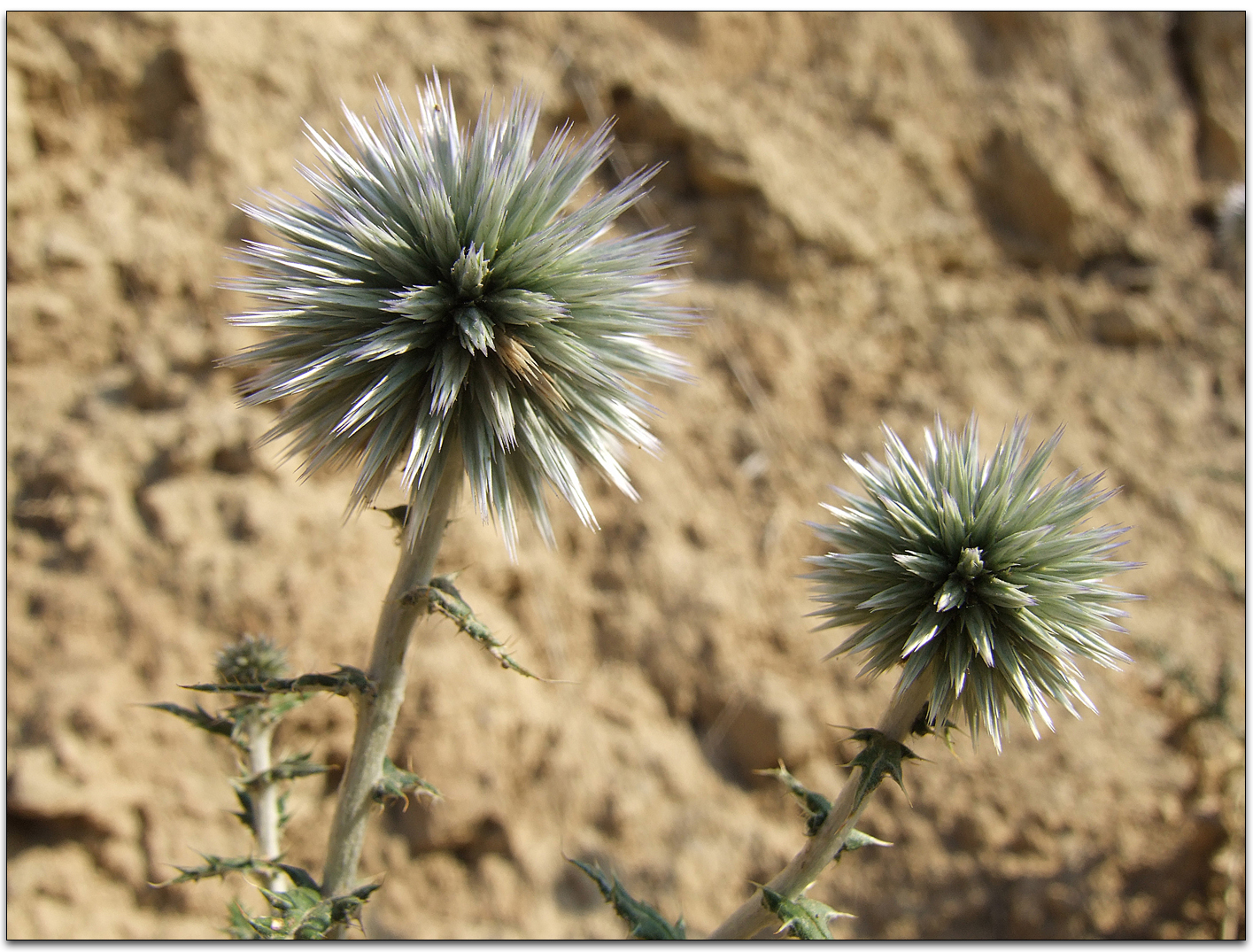 Semi Globo Blu Fiore Di Cardo (Echinops Ritro - Foto 4