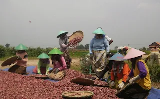 BERITA BREBES : Petani Bawang DimintaManfaatkan Resi Gudang