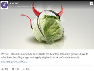 شركة كندية تبحث عن موظفين لتذوق الحشيش The tasting function of cannabis