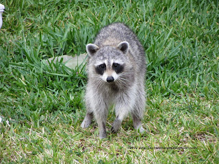 Raccoon