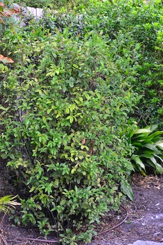 The Practical Plant Geek