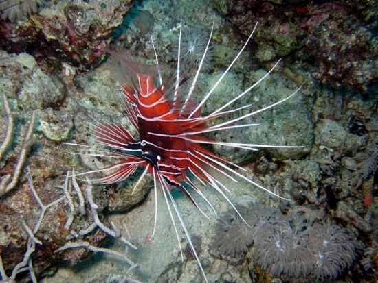 INSÓLITOS: Peixe Dragão Vermelho à venda por 37500 euros