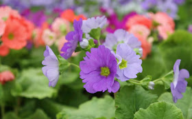 Poison Primrose