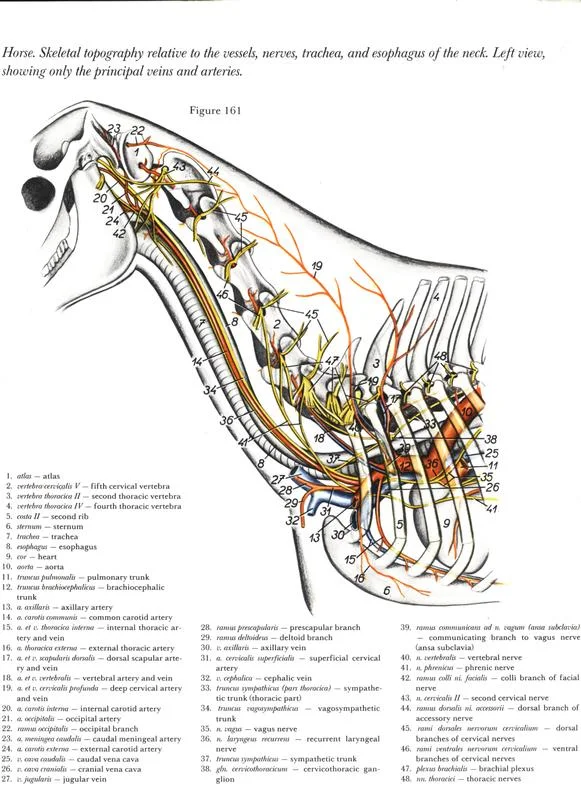 anatomia-cabeca-pescoco-neck-head-horse-cavalo-equino-veia-arteria-coração-carotida-jugular