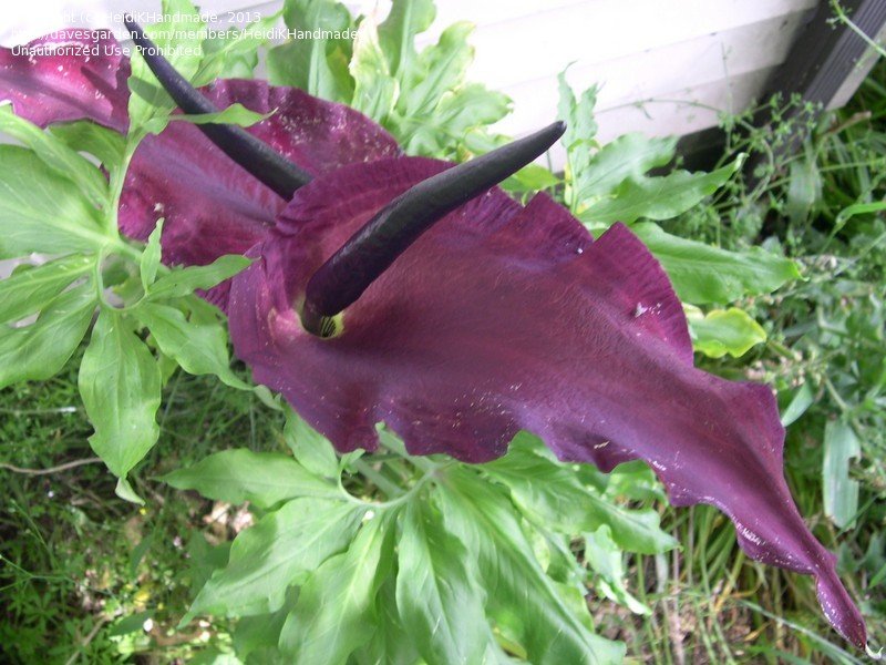 5 Worst Smelling Flowers in the World