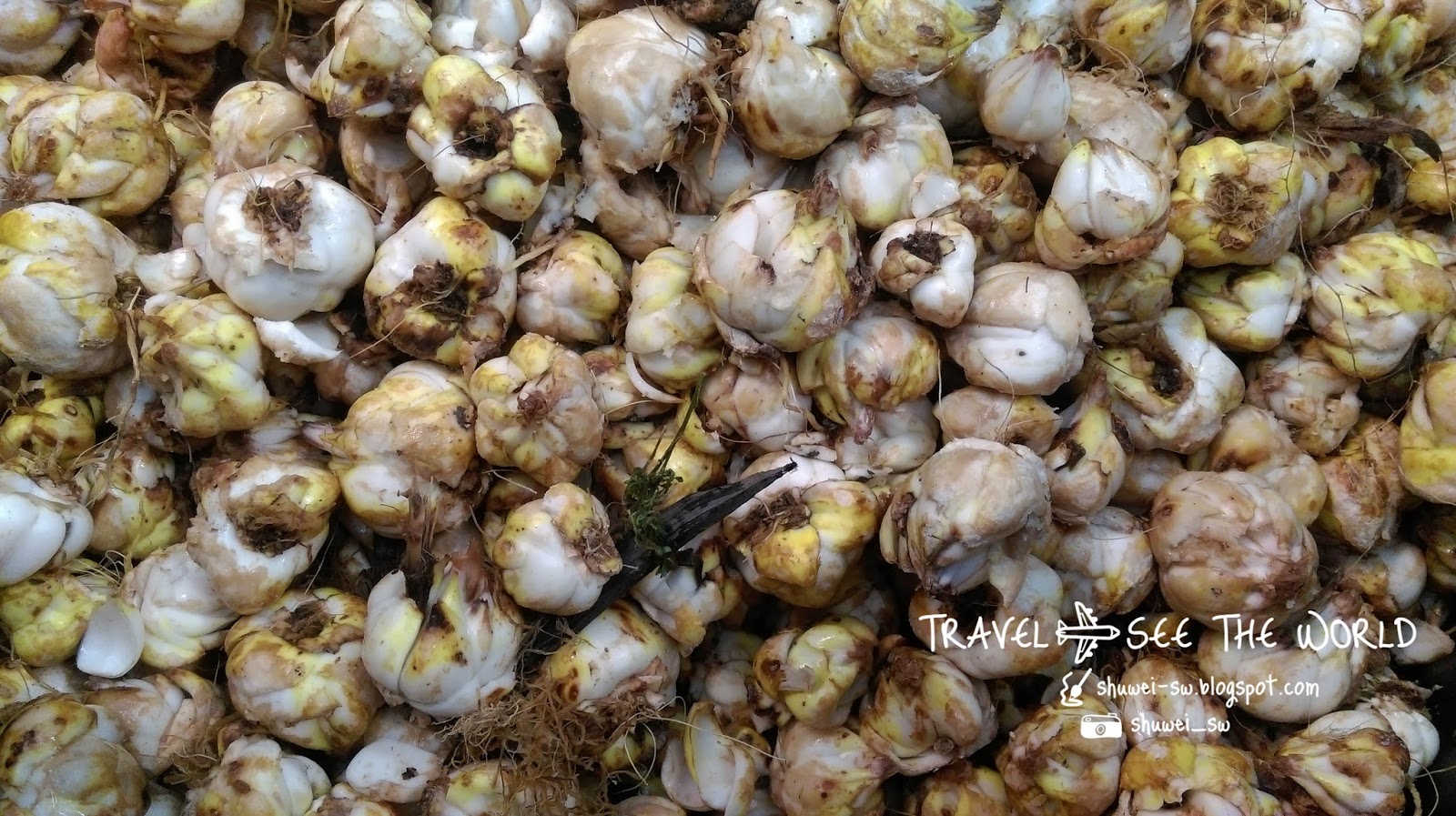 旅行上癮者，手帳中毒迷 紐西蘭打工度假 Rakaia Lily Bulb 花苞廠