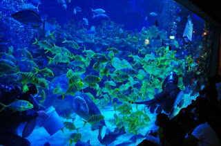 Aquaria KLCC Aquaria KLCC