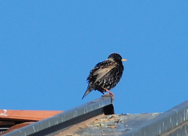 Il mondo in un giardino: L'uccello dalle uova azzurre