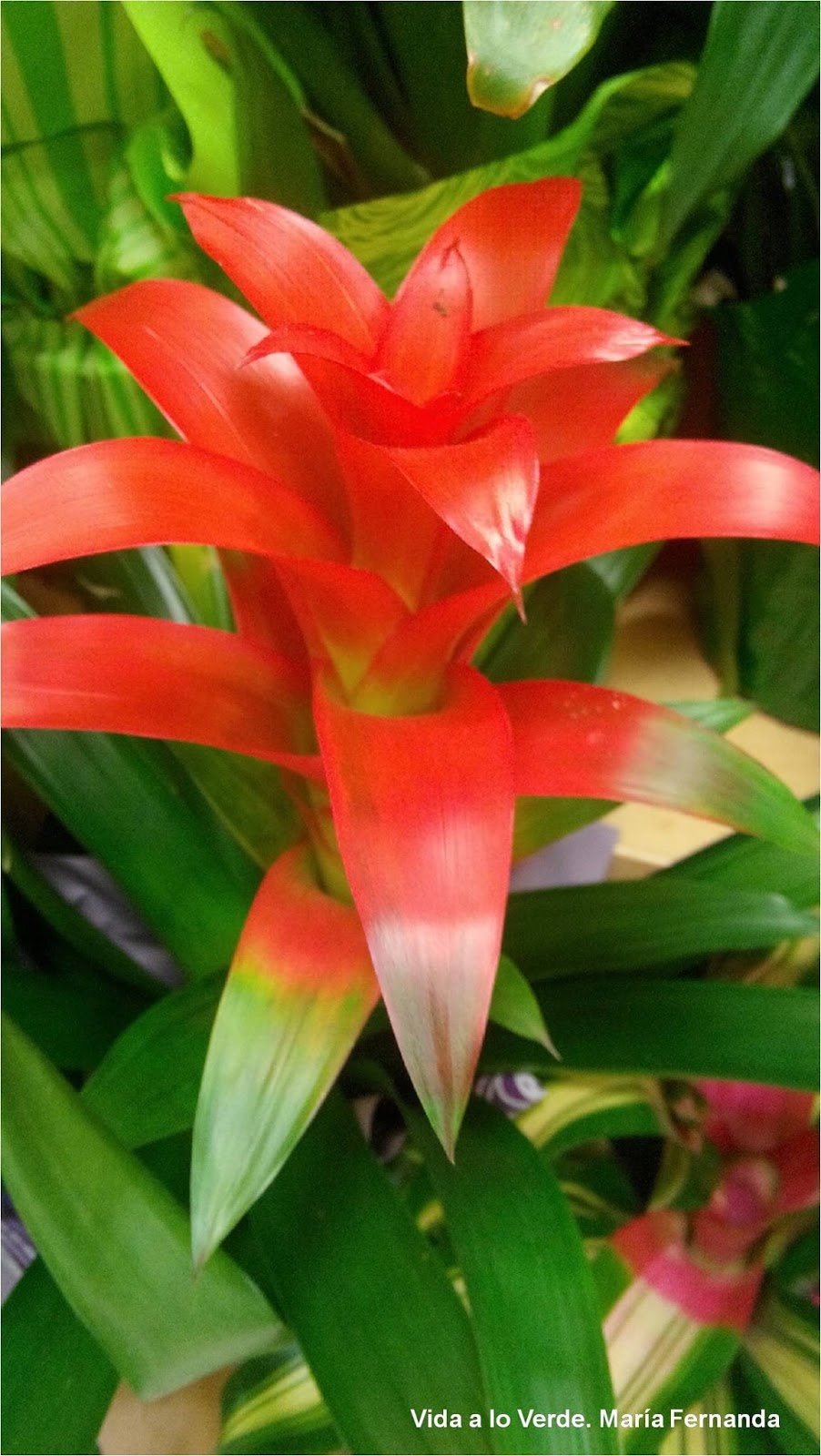 La Doctora De Las Plantas octubre 2015