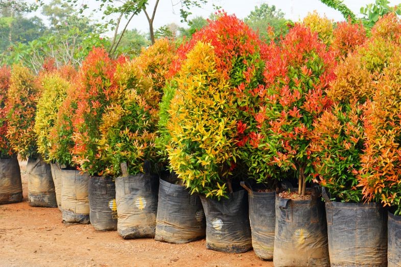 Perbedaan Pucuk Merah Biji Dan Stek - TUKANG TAMAN SURABAYA