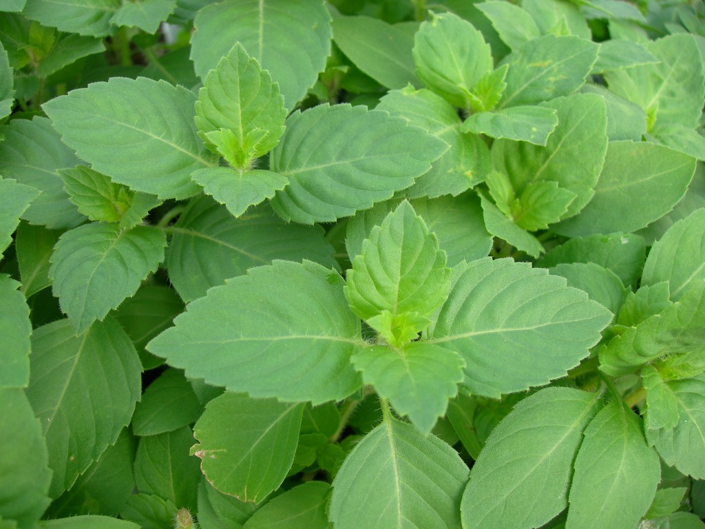 shiatoshi Rama tulsi The Herbal plant description, Growing