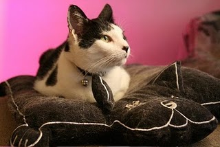 >Christie conditionally vetoes bills concerning pet euthanization and human life-sustaining treatment sureal