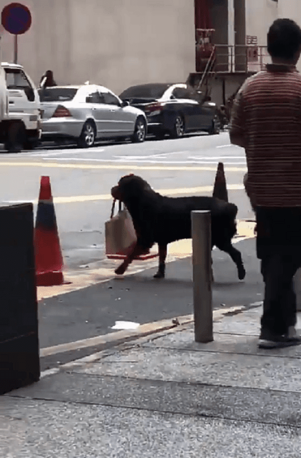 Rottweiler Carries A Malaysian Lady's Bag From The Bank