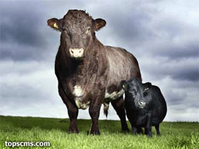 10 Hewan paling kecil di dunia - pondok reot