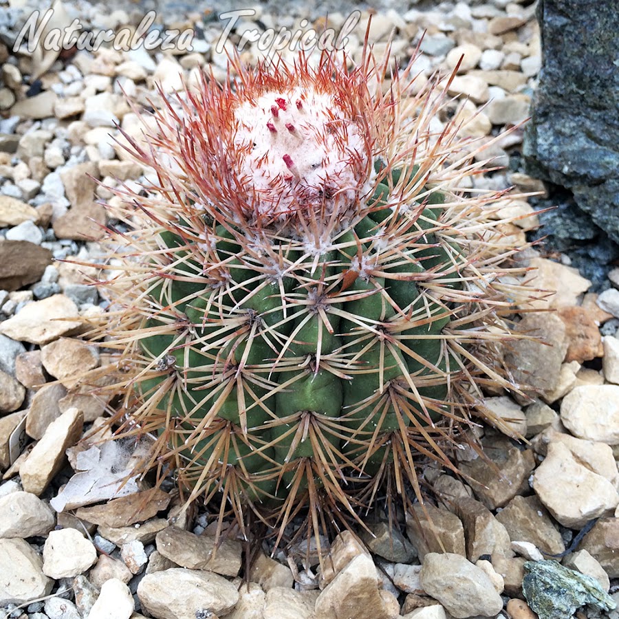 Vista del cactus cubano Melocactus holguinensis (sin. Melocactus curvispinus holguinensis)