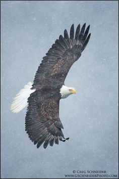 eagle images