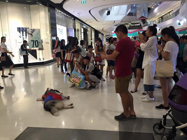 "Chú chó quốc dân" của Thái Lan gây sốt vì... đi đâu cũng mang theo gối, nằm đâu cũng ngủ được!