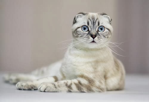 Most popular cat breed in Thailand: Scottish Fold cats