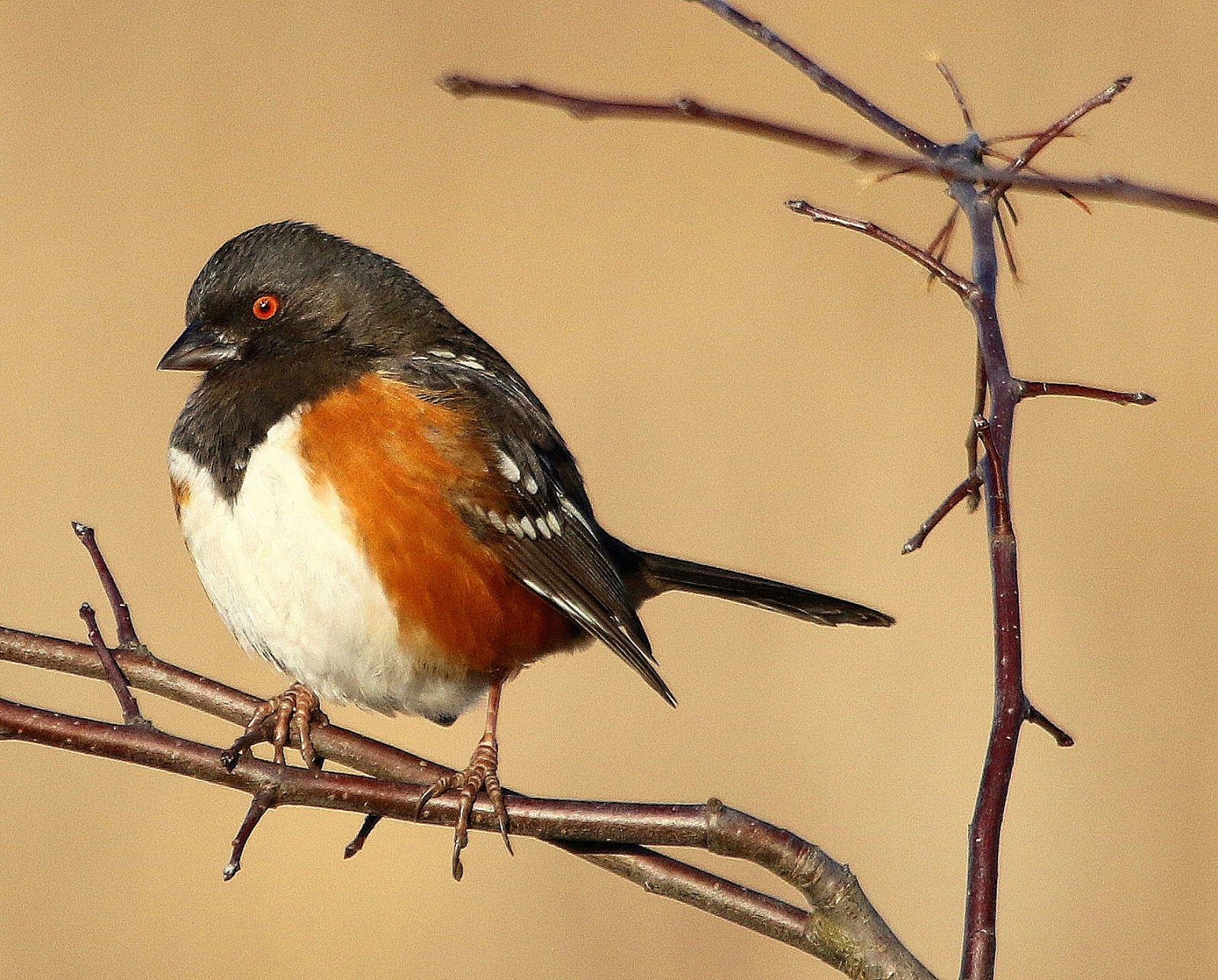 BARRY the BIRDER Great bird photos from Richmond, British Columbia