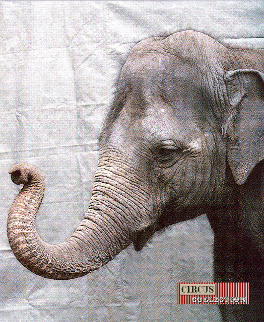 Portrait de l'éléphant Rani 