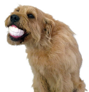 Funng Dog Picture - Image of Hypochondriac Canine Tooth Care