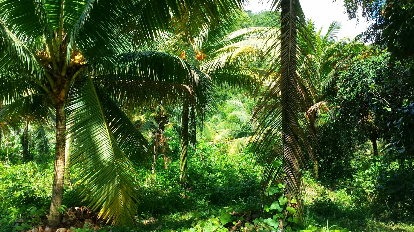 High season is HOT! More great things to do in Placencia, Belize! 5 Remax Vip Belize: Mayflower Bocawina National Park