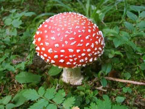 Fliegenpilz Rauchen Fliegenpilz Rauchen