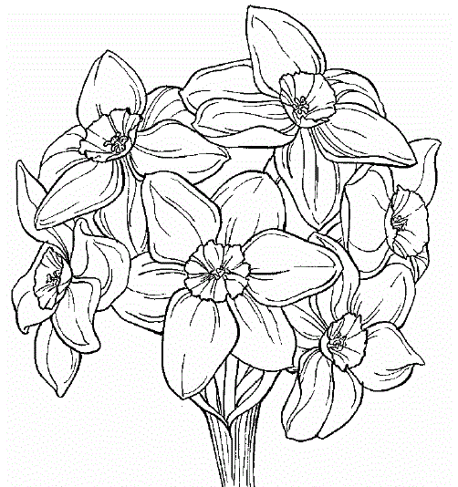 daffodil coloring pages free - photo #29