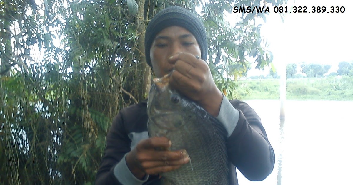 Master Umpan Ikan Nila Babon - Toko Umpan Master Essen 100 % Asli Original