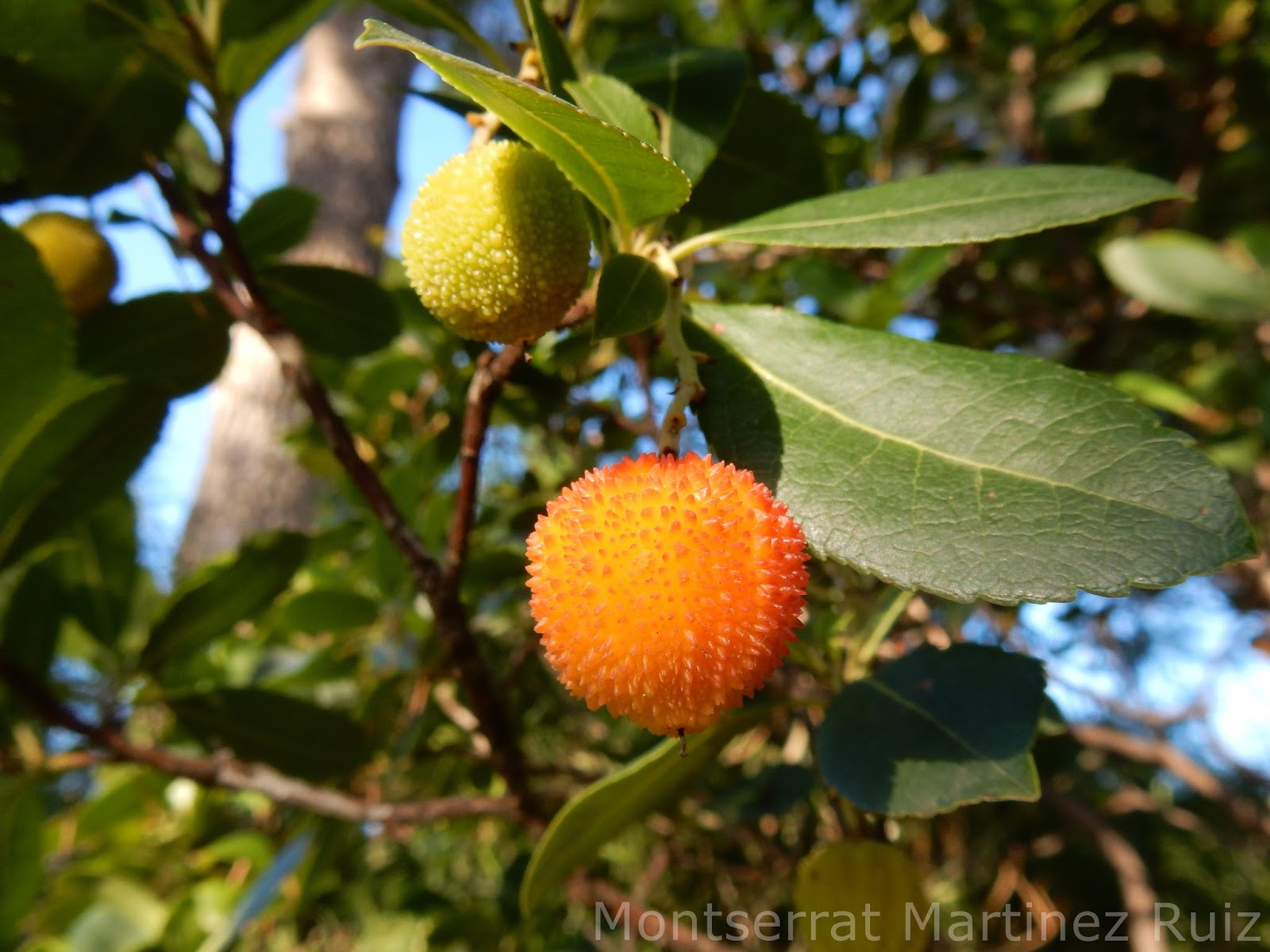 MADROÑOS - BOTÀNIC SERRAT