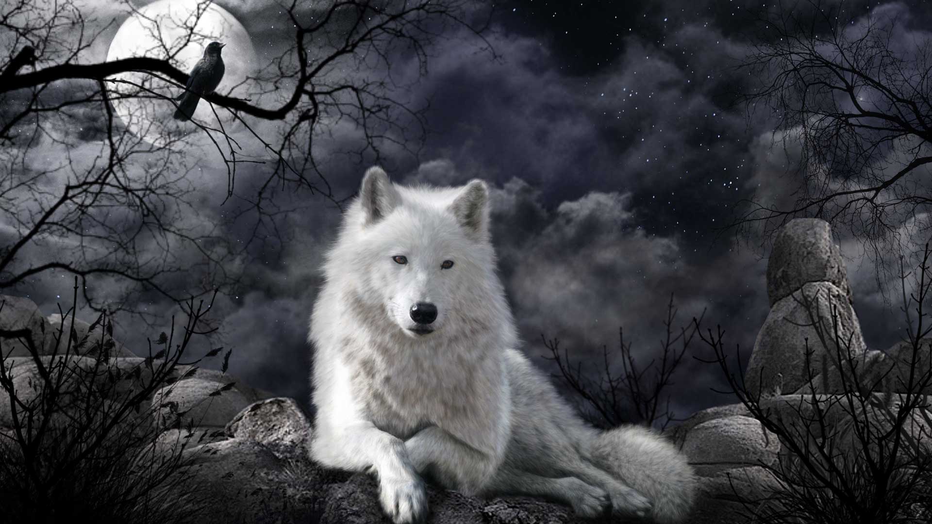 beyaz kurt resimleri 4
