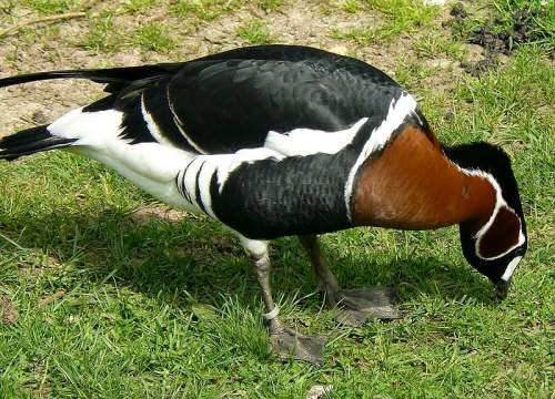 Indian birds - Red-breasted goose - Branta ruficollis