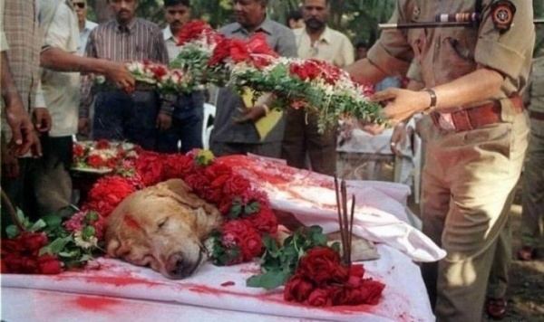  Funeral dog who saved thousands of lives during the terrorist attacks in Mumbai in 1993, found 3 tons of explosives.