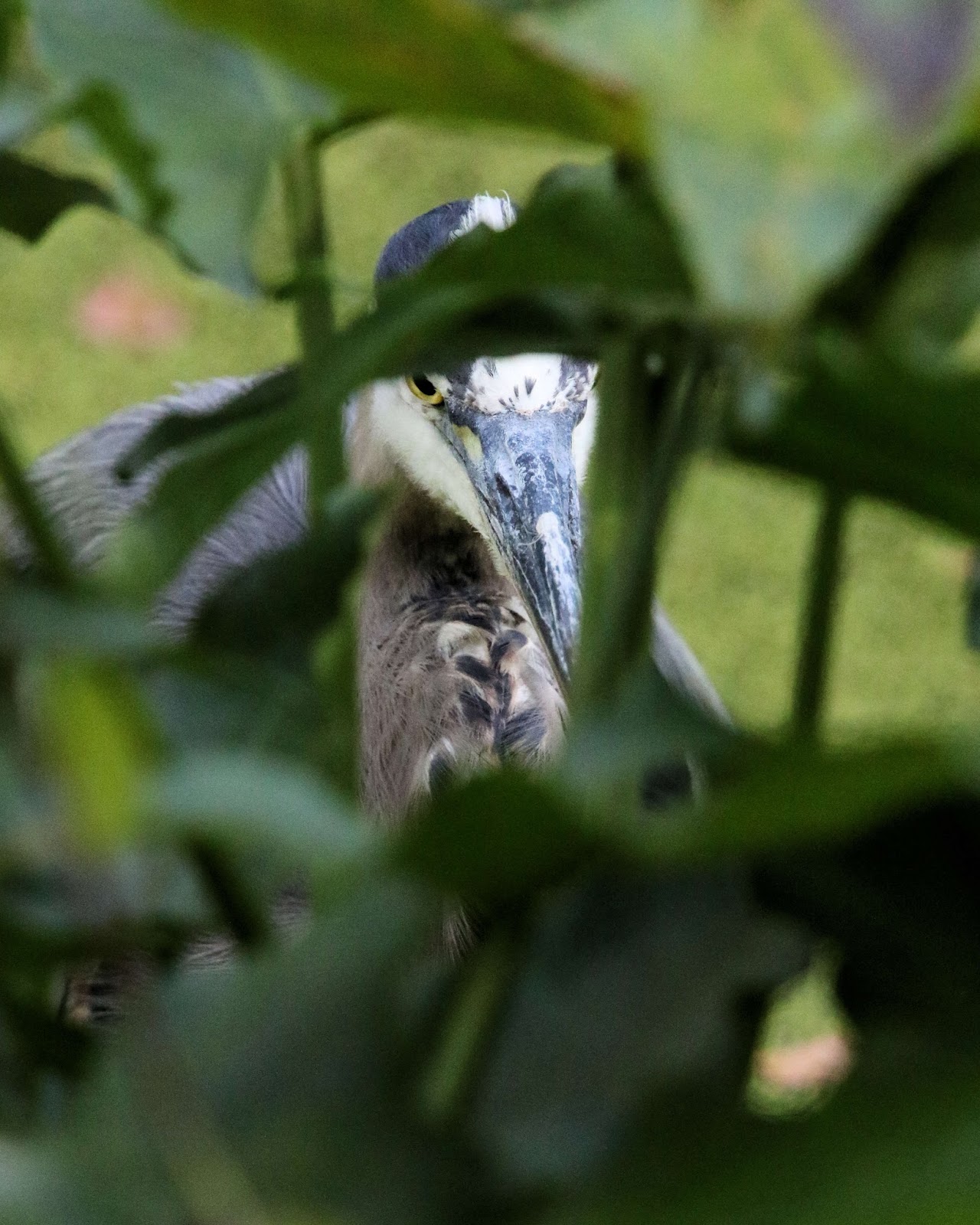 Birds from Behind An Exciting Day at the Beaver Marsh!...