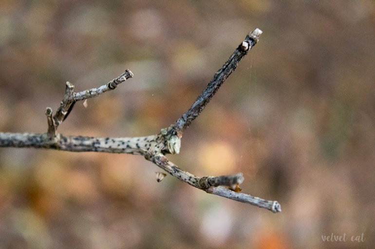paseando bosque fotografía