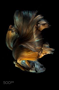 fish images